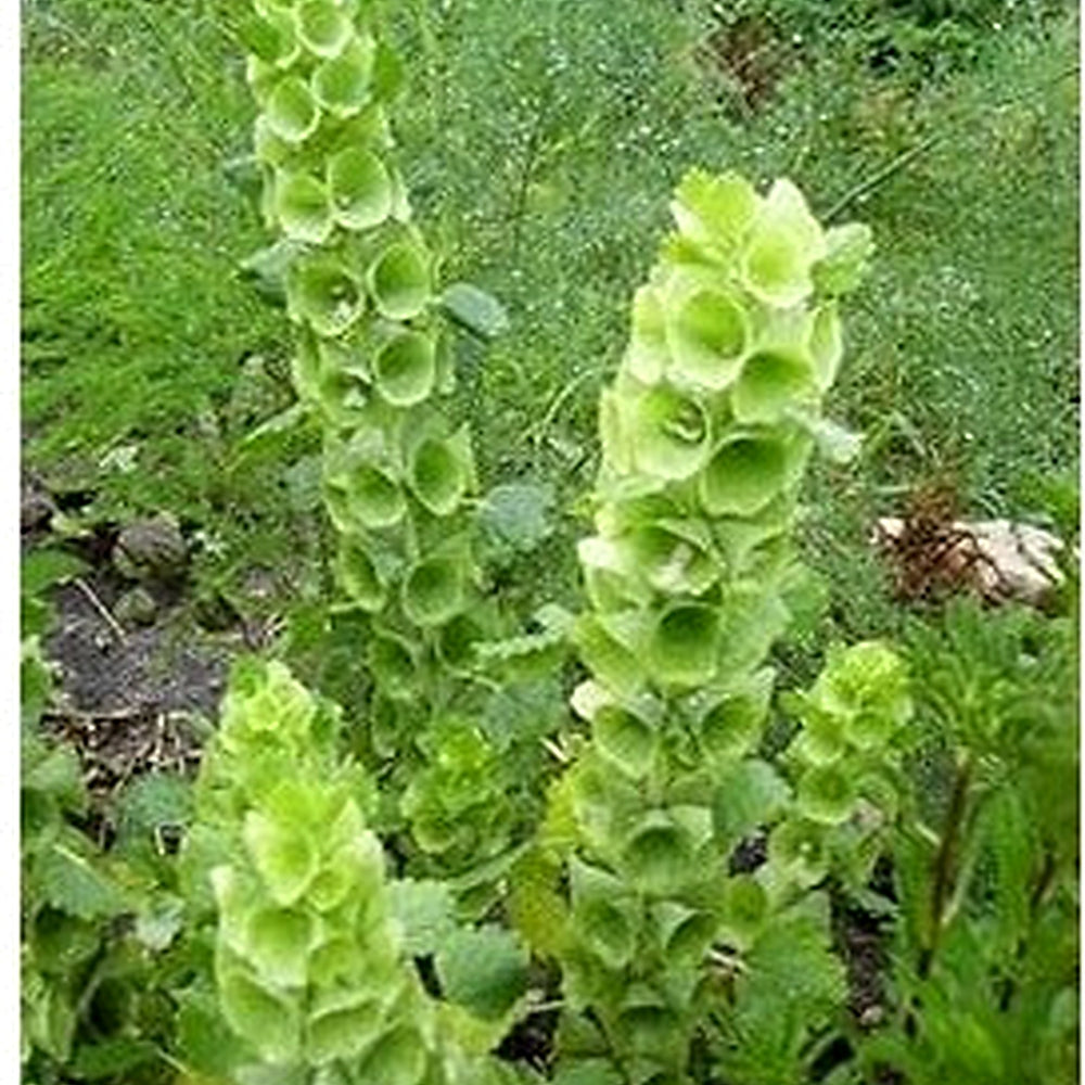 Bells Flower Seeds for Garden Planting [neera-v5-1074c0b2c07322e76b81]