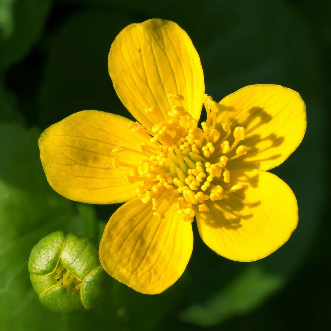 Heirloom Marsh Marigold Non Gmo Flower For Planting Flower Seeds for Home Garden Planting, Lush [neera-v5-107b30c4cd267a6d8e1a]