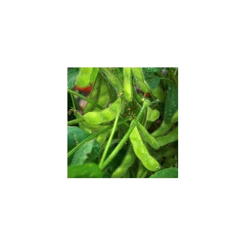 Edamame Soybean Seeds for Planting [neera-v5-10977d8bb12c8a2bad14]