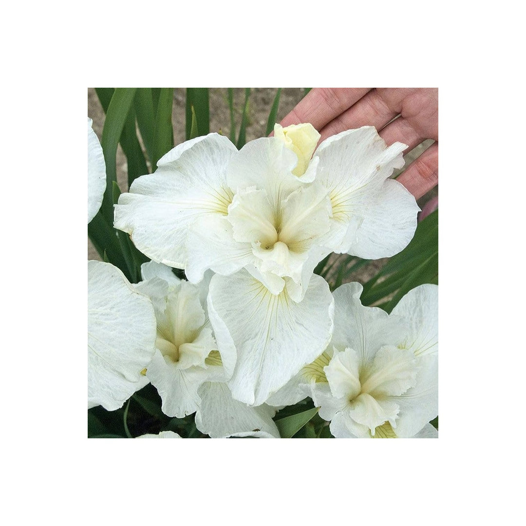 White Iris Iris Germanica Flower For Planting In Backyard Garden Or Home Flower Beds Flower Seeds [neera-v5-10a19943e581a87c3c2b]
