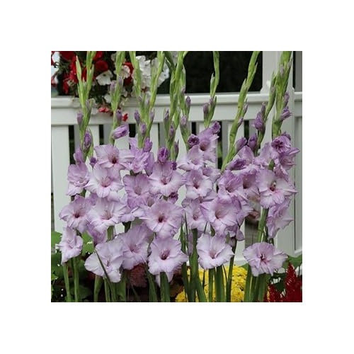 Heirloom Non-GMO Gladiolus Flower Seeds for Planting | Lavender Blooms | Organic Garden Seeds | High Germination [neera-v5-10a5474d4fc4c53e35a2]