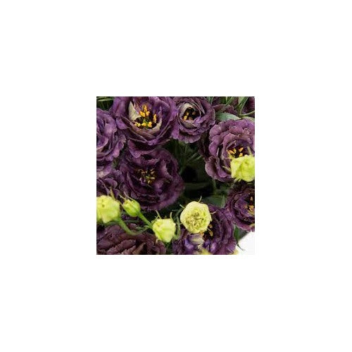 Lisianthus Roseanne Black Pearl Seeds for Planting [neera-v5-10ab404e56af138f0e55]