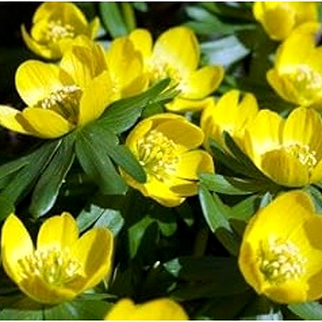 Fresh Winterling Flower Seeds for Planting [neera-v5-10afb8df55d9a84bf408]