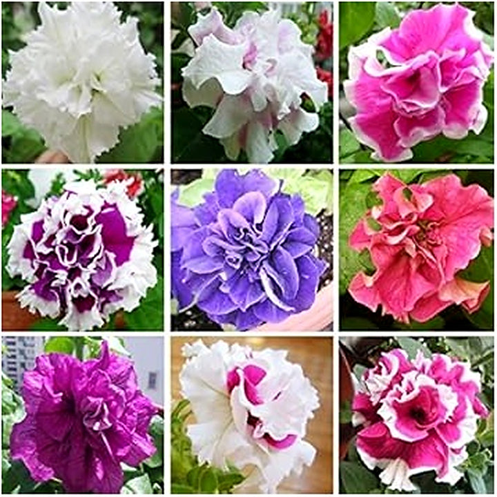 Mixed Double Petunia Flower Seeds [neera-v5-10b4ad4998bc7d0aef60]