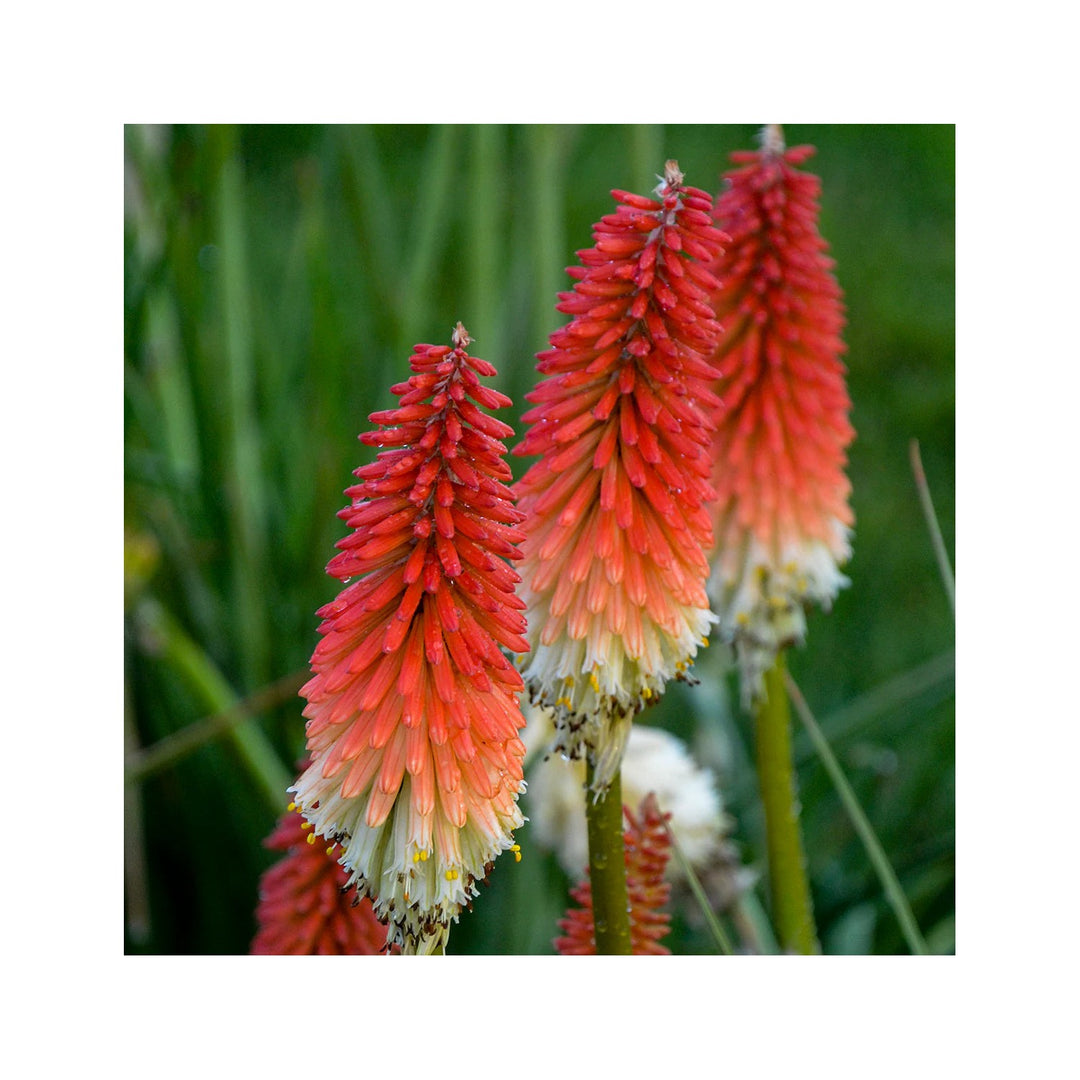 Red Hot Poker Plant For Planting Fresh Flower Seeds for Home Garden Planting, Exotic Organic [neera-v5-10b5312a29c7ffd51827]