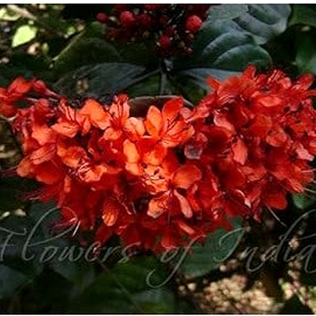 Yellow Pyrostegia Venusta Flower Seeds [neera-v5-10b7afc50e32639984ad]