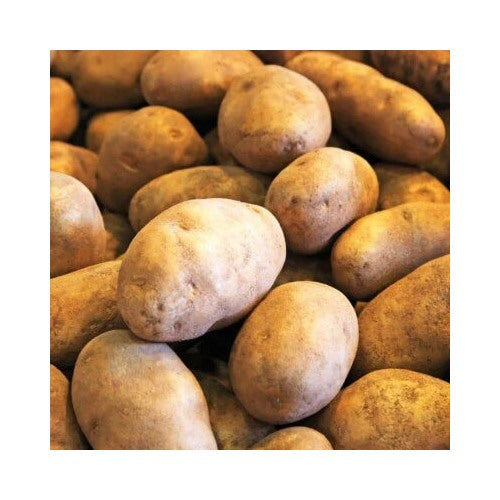 Pcsg Russet Potatoes Usda Certified Planting Burbank Potato Heirloom Non Gmo Flower Seeds Home [neera-v5-10ba58ac8cba193b2658]
