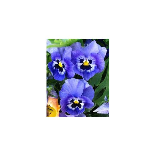 Pansy Blue Seeds for Planting [neera-v5-10c360800993c17bba08]