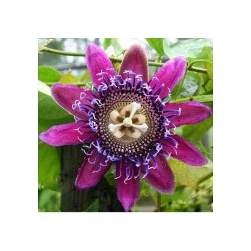 Pink Passion Flower Seeds [neera-v5-10c3b3edc1767c318b3f]