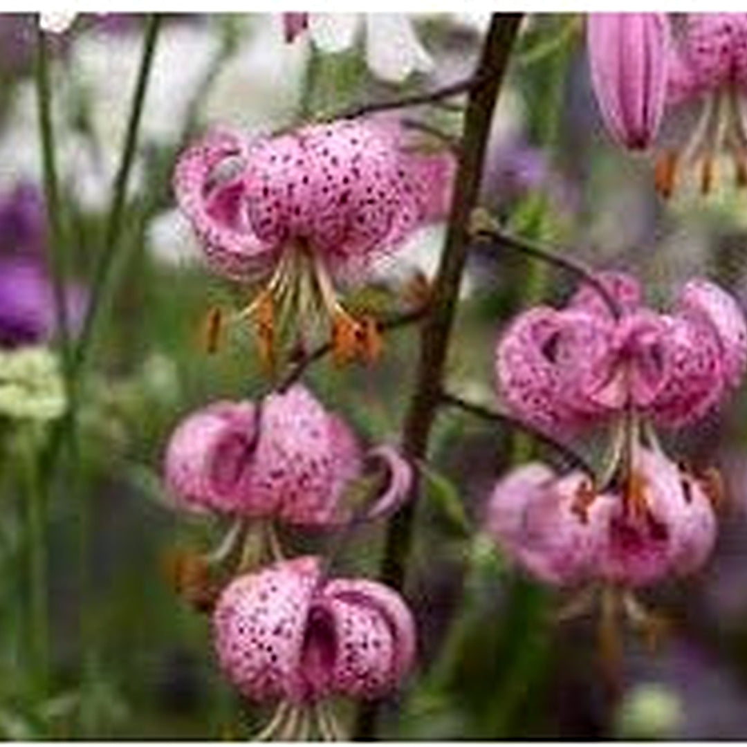 Heirloom Non-GMO Lilium Martagon Flower Seeds for Unique Garden Blooms and Woodland Planting [neera-v5-10c4fd893523231e3846]