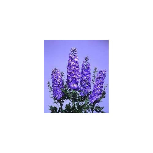 Delphinium Lavender Flower Seeds for Planting [neera-v5-10cdf1a02875697238c3]