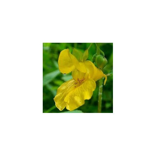 Heirloom Non-GMO Yellow Impatiens Flower Seeds for Planting [neera-v5-10dac7068c50af02df4a]