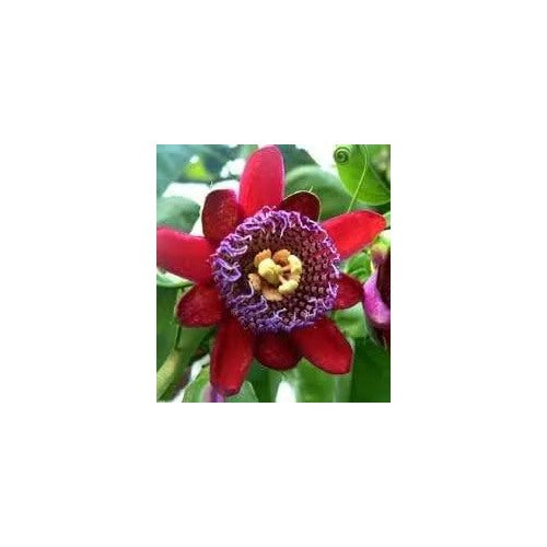 Riesengranadilla Flower For Planting Non Gmo Flower Seeds for Home Garden Planting, Landscape [neera-v5-10dae75854396488bca6]