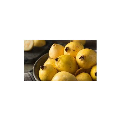 Yellow Mexican Cream Guava Fruit Seeds for Planting [neera-v5-10eb348a1ad5ecf28f6d]
