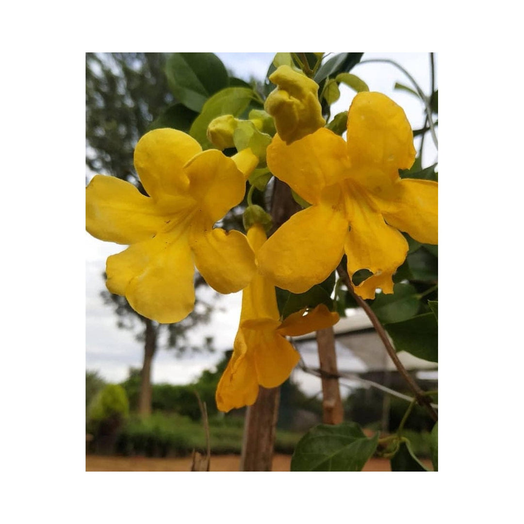 Macfadyena Unguis Flower Heirloom Non Gmo For Climbing Garden Vines Flower Seeds for Home Garden [neera-v5-10ef3adb753b451deaeb]