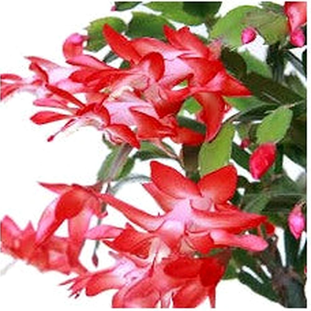 Red Schlumbergera Flower Seeds for Planting [neera-v5-10efe83b30cc40cec04d]