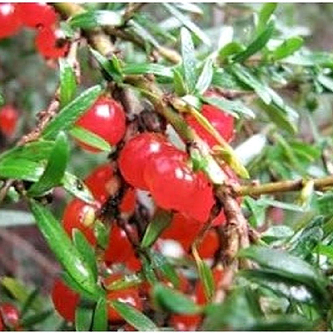 Red Coprosma Nitida Fruit Seeds for Planting | Heirloom Non-GMO Organic Seeds for Bright Red Landscape Fruits [neera-v5-10f14f31cb6a7a2a0912]