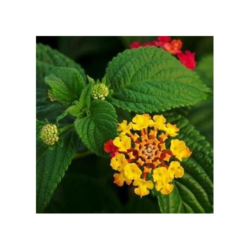 Yellow Verbena Flower Seeds for Planting [neera-v5-10f7b3091a4c097a00c7]
