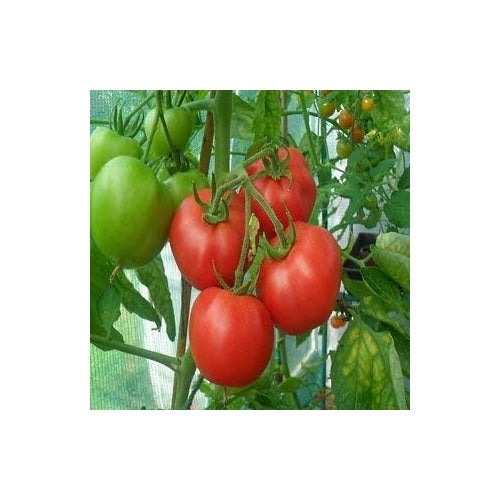 Tomato Vegetable Seeds for Planting [neera-v5-10f9481ccebaacb7a061]