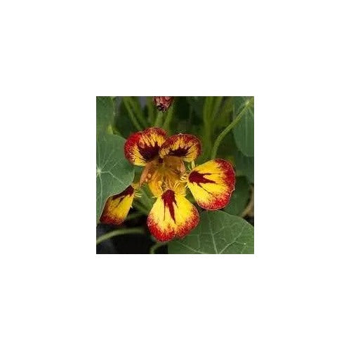 Multi Nasturtium Flower Heirloom Non Gmo For Planting Vibrant Garden Blooms Flower Seeds for Home [neera-v5-1106228bf5e5e786278c]