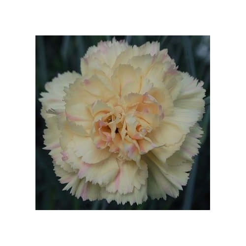 Cream Carnation Dianthus Seeds for Planting | Heirloom Non-GMO High Germination Organic Garden Seeds [neera-v5-11124b6108ee77eb78c5]