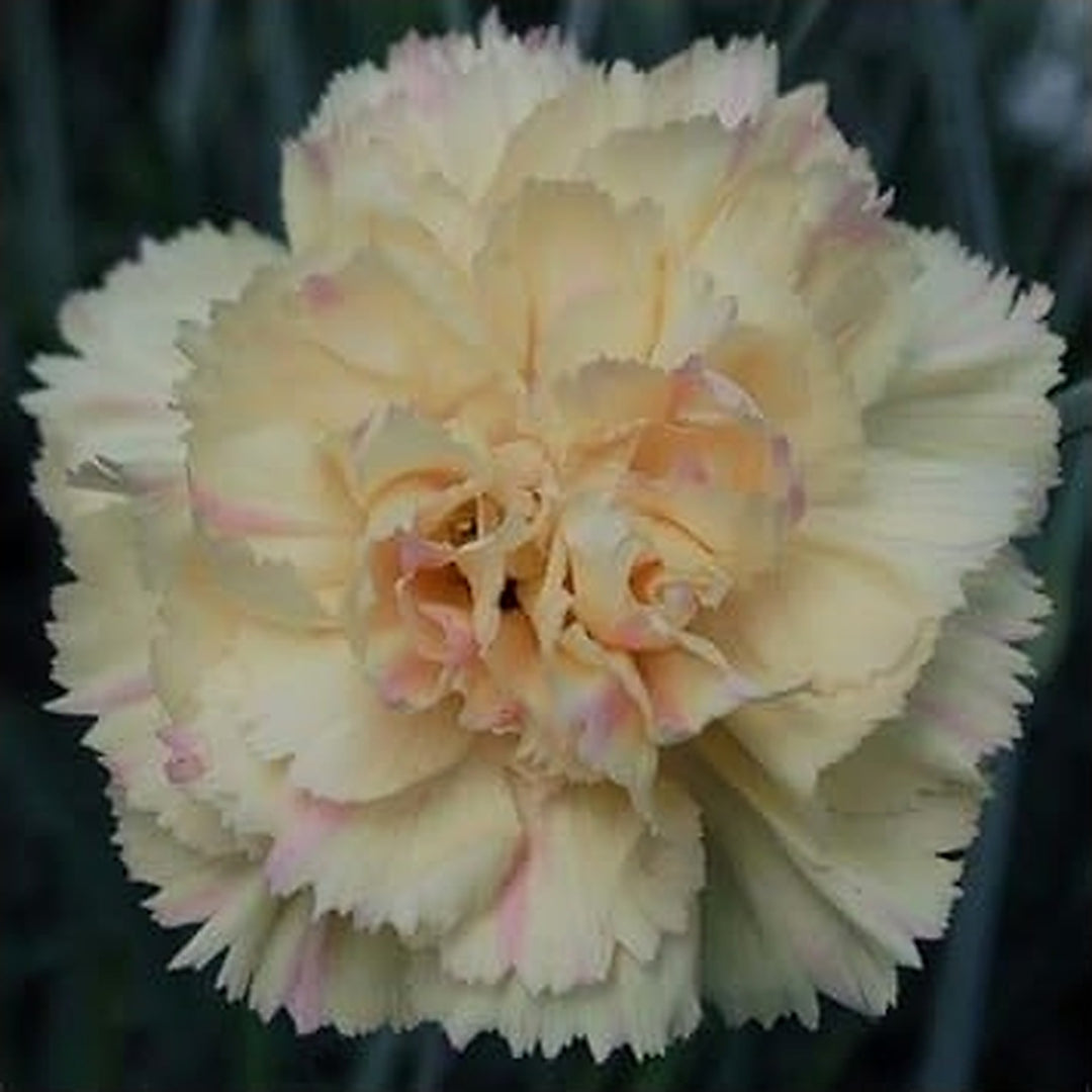 Cream Carnation Dianthus Seeds for Planting | Heirloom Non-GMO High Germination Organic Garden Seeds [neera-v5-11124b6108ee77eb78c5]