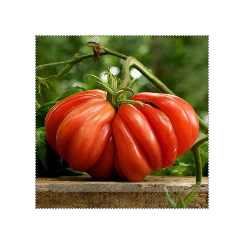 Giant Oxheart Tomato Vegetable Seeds for Planting | Heirloom, Non-GMO, High Germination, Organic Garden Seeds [neera-v5-11165c64ab2577de0523]