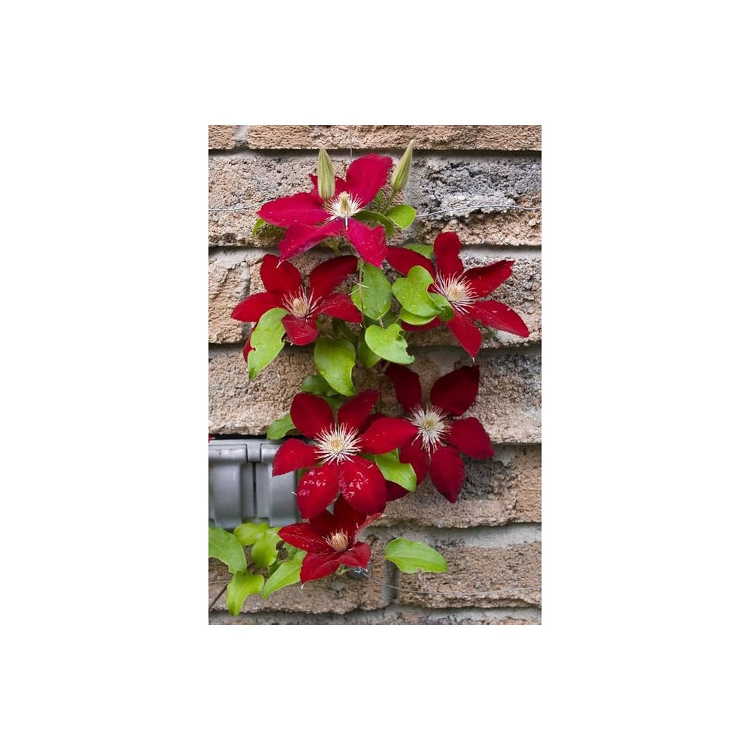 Clematis Clematis Hybrida Maroon Lila Flower For Planting Suitable For Vertical Garden Trellis [neera-v5-111dc574cc421b02eb51]