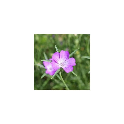 Corncockle Pink Flower Seeds for Planting [neera-v5-1132d5340332b8897c49]