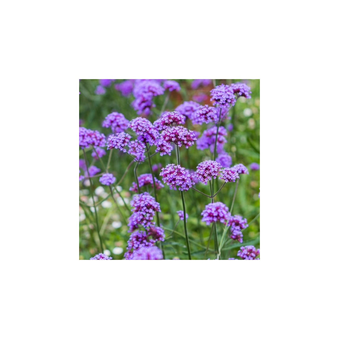 Verbena Flower Planting Flower Seeds Home Garden Planting, Decorative Organic Blooming [neera-v5-113cc544ce9adaa7ec18]