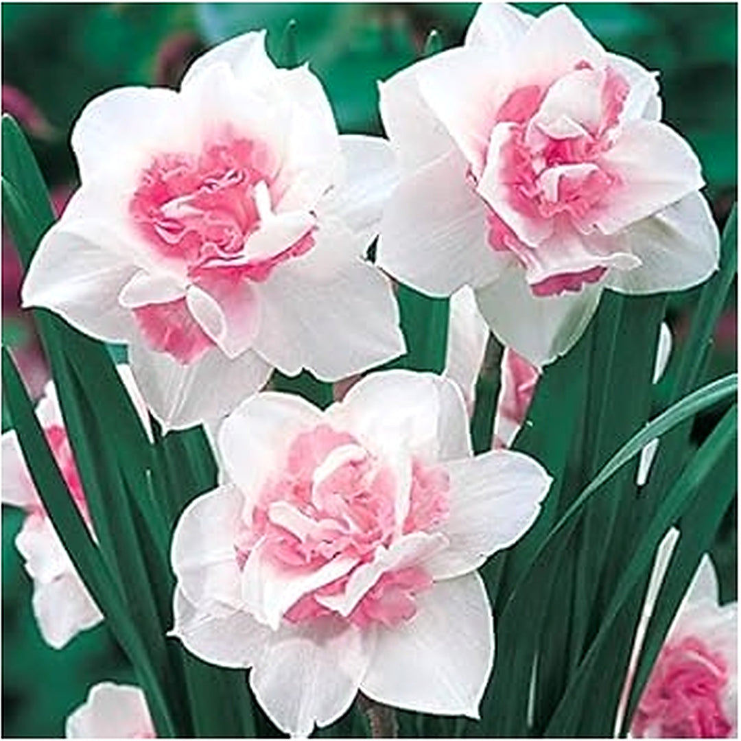 White Mix Double Petal Narcissus Flower Seeds for Planting [neera-v5-114007d4b80a96b2e48b]