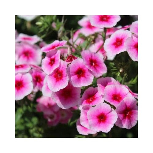 Brilliant Phlox Planting Flower Planting Heirloom Non Gmo Flower Seeds Home Garden [neera-v5-11487e3adf29b96408f6]