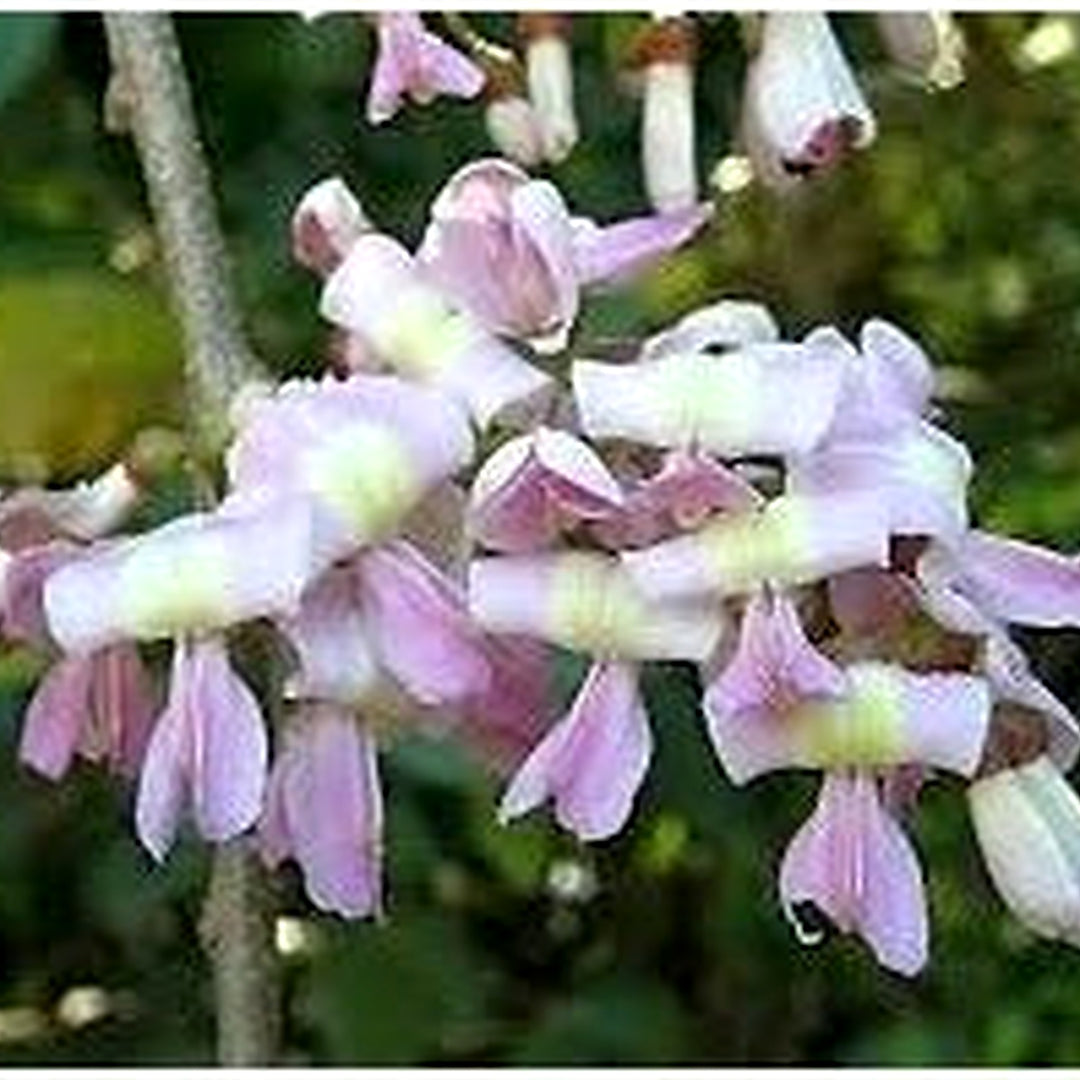 Gliricidia Maculata Madre de Cacao Seeds for Planting [neera-v5-11501f77c3bfede81168]