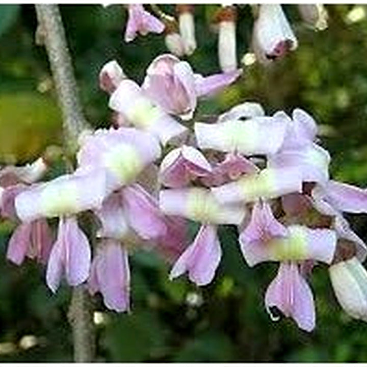 Gliricidia Maculata Madre de Cacao Seeds for Planting [neera-v5-11501f77c3bfede81168]