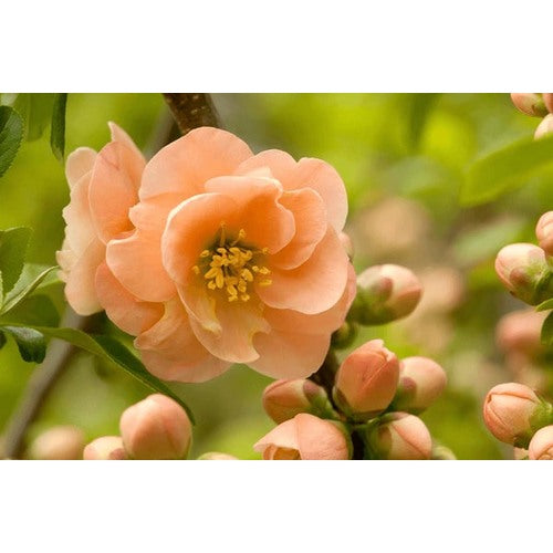Heirloom Non-GMO Camellia Peach Flower Seeds [neera-v5-115d33e58aee85c506f4]