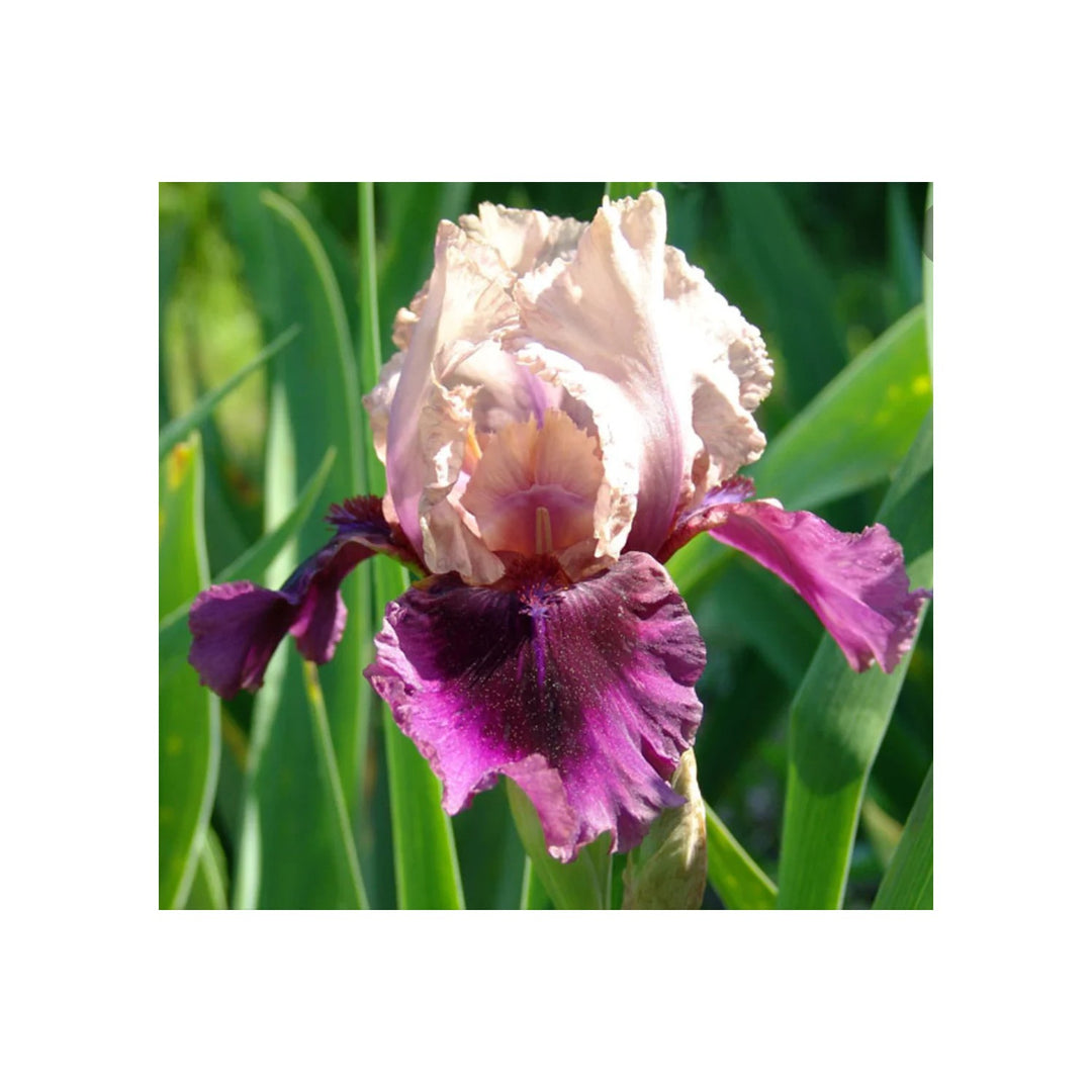 Iris Iris Germanica Flower For Planting In Backyard Garden Or Home Flower Beds Flower Seeds for [neera-v5-115ea55451ee5aaddd4a]