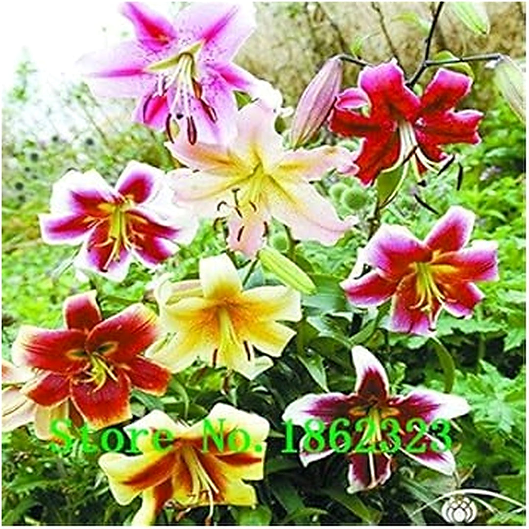 Mixed Flower Seeds for Planting [neera-v5-1160fd1b631c8a205438]