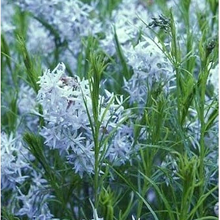 Heirloom Amsonia hubrichtii Bluestar Flower Seeds [neera-v5-116554c1339c526a2648]