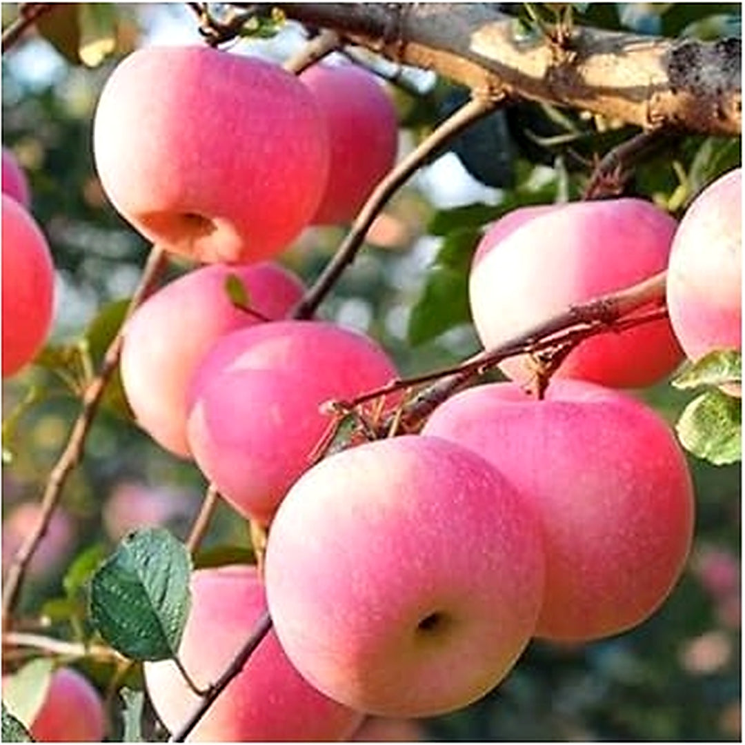 Green Lasiacantha Fruit Seeds for Planting | Heirloom Non-GMO Organic Seeds for Unique, Nutritious Garden Fruits [neera-v5-1169c5d173fccdac172a]