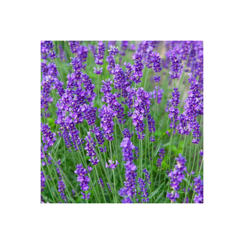 Lavender Munstead Flower For Planting Heirloom Flower Seeds for Home Garden Planting, Fragrant [neera-v5-116ca285ae9ff7f27506]