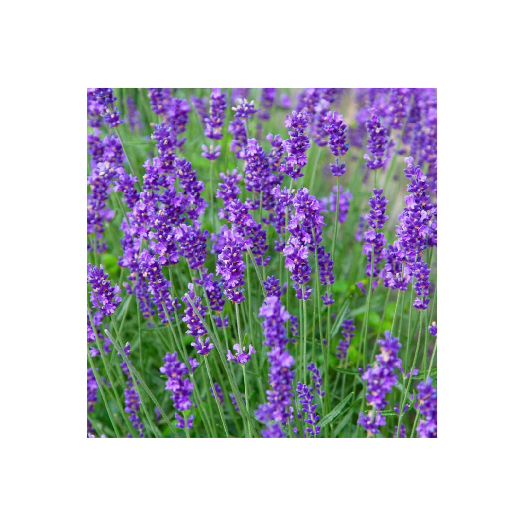 Lavender Munstead Flower For Planting Heirloom Flower Seeds for Home Garden Planting, Fragrant [neera-v5-116ca285ae9ff7f27506]