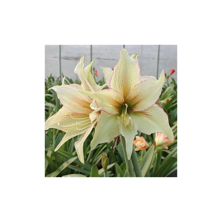 Green Light Hippeastrum Rutilum Flower Heirloom Non Gmo Amaryllis Blooms For Exotic Gardens Flower [neera-v5-116ea81925bd06ad9dfb]