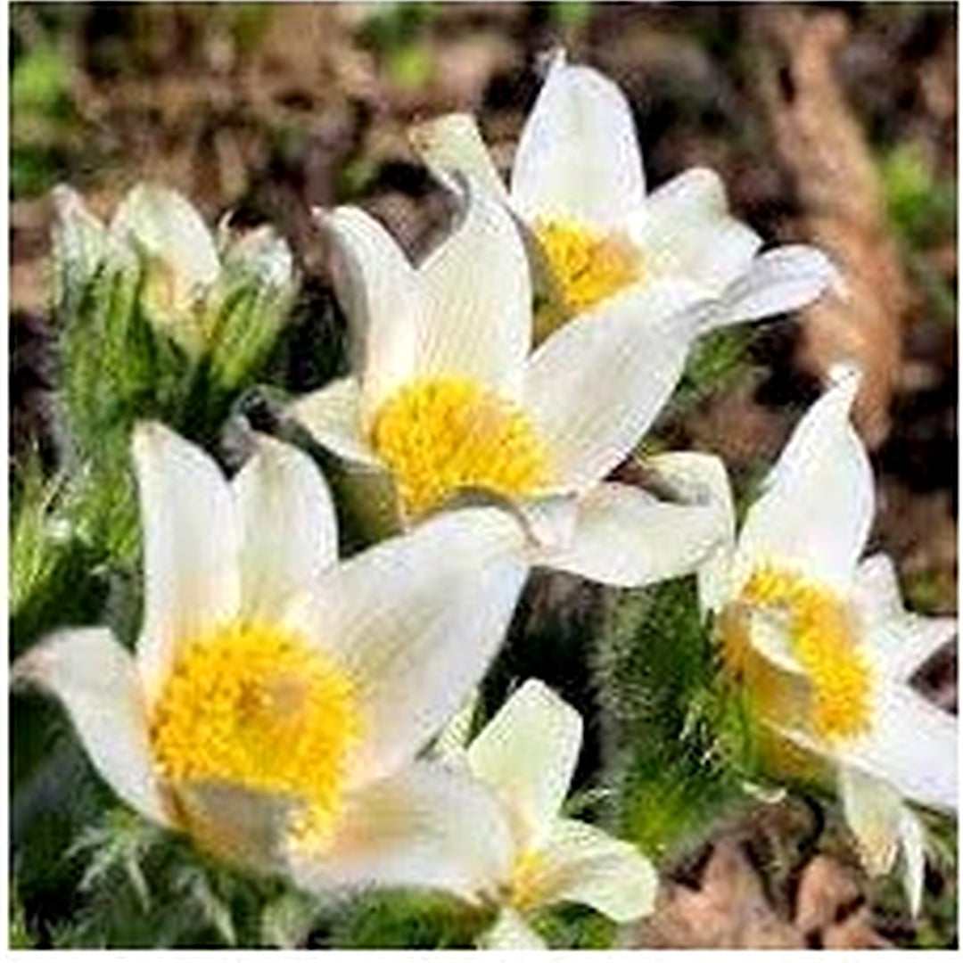 Pasque Flower Seeds [neera-v5-1177b986f4dd27d773e7]