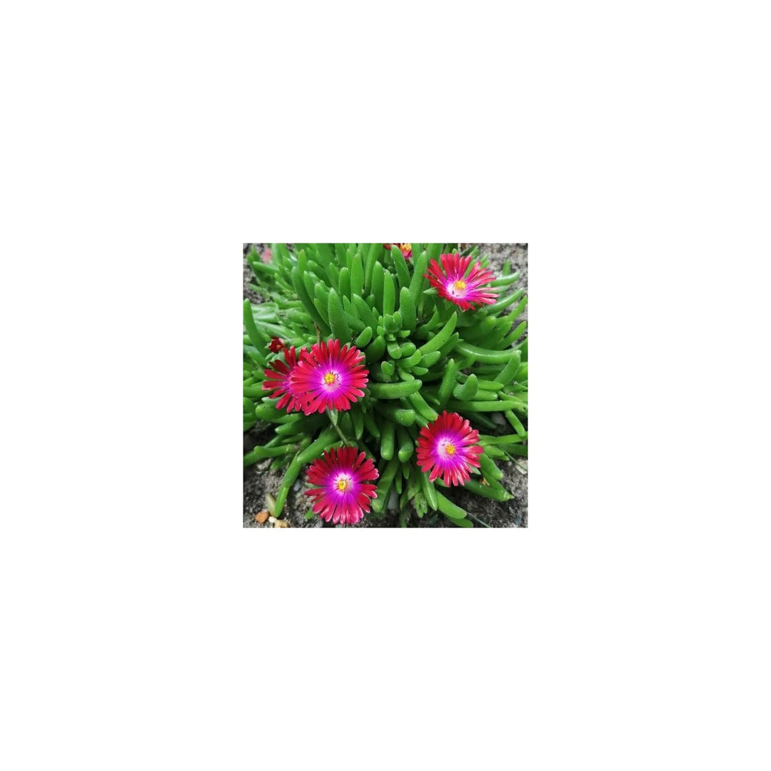 Ice Plant Dorotheanthus Bellidiformis Flower For Planting In Home Garden Or Ground Cover Areas [neera-v5-1188ba7a0ff7a62ff5a8]