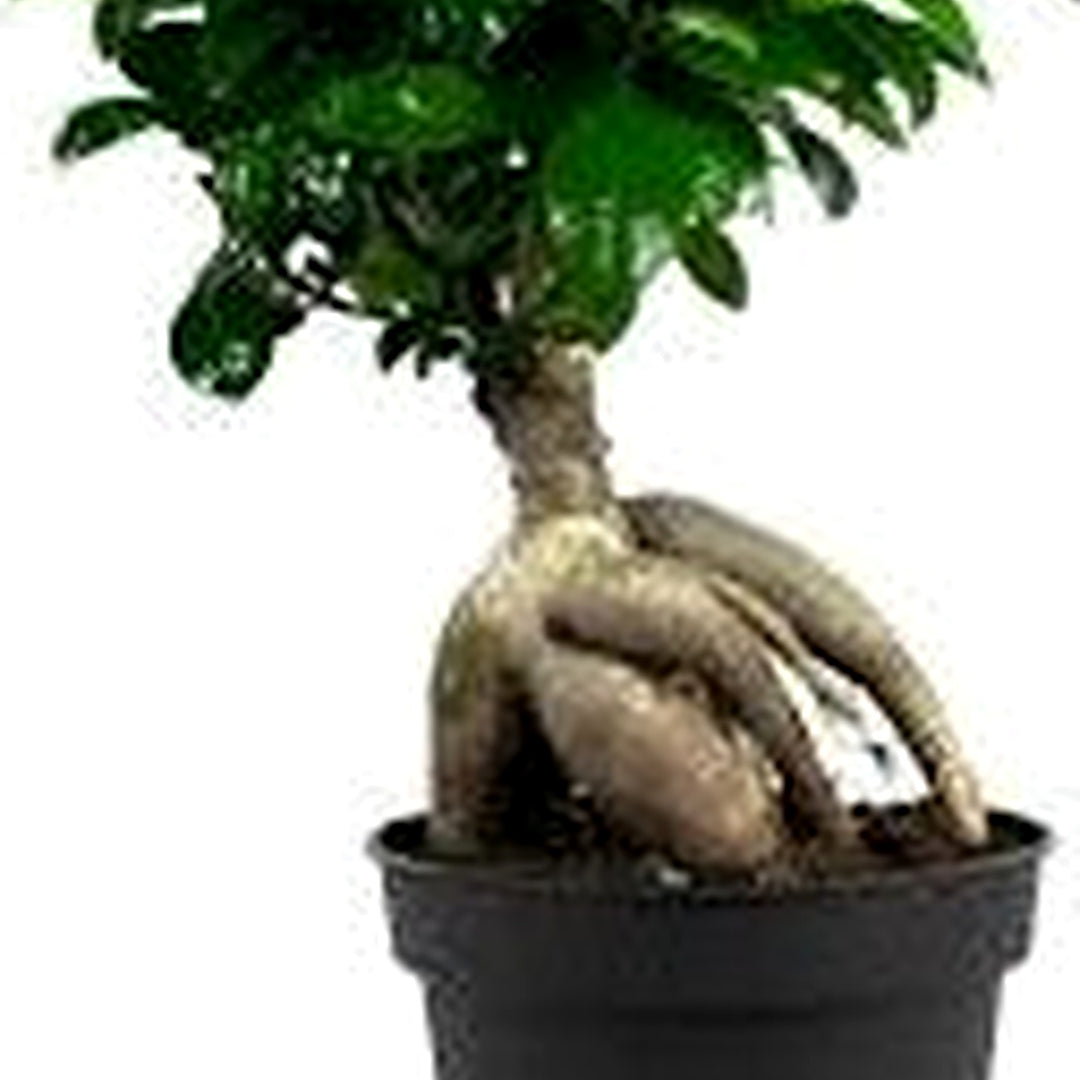 Ficus Microcarpa Tree Seeds [neera-v5-11896ee9fdcc3130f78e]