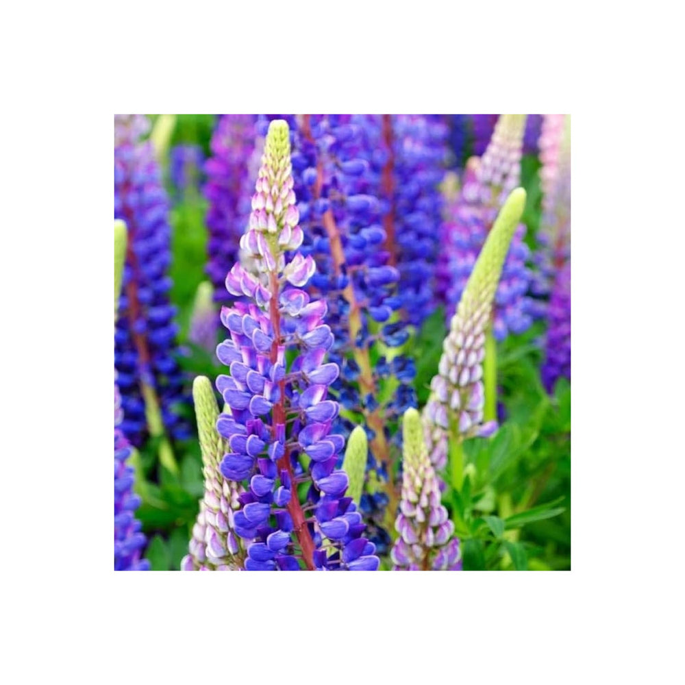 Blue Heirloom Non Gmo Lupine Flower Pollinator Gardens And Vibrant Outdoor Planting Flower [neera-v5-118b05c19668389d78a7]