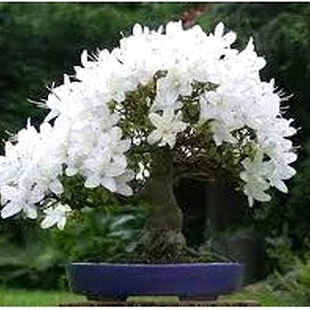 White Simsii Bonsai Flower Seeds [neera-v5-1191080ae16b2fb99014]