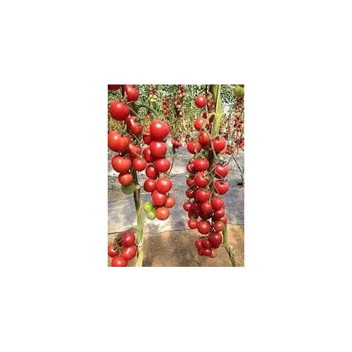 Red Tomato Seeds for Planting [neera-v5-119a5e9b5416d73357ee]