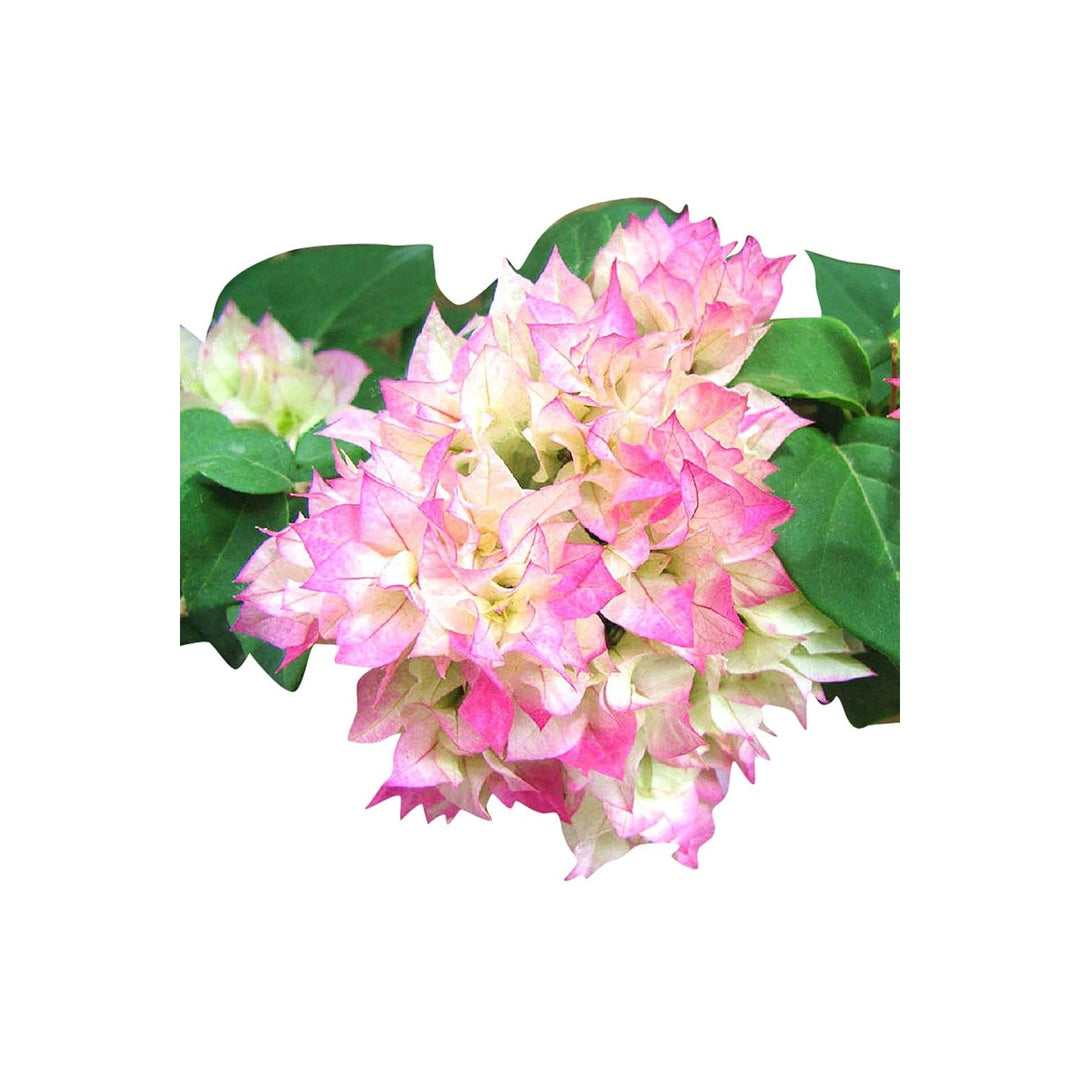 Climbing Bougainvillea Flower For Planting Flower Seeds for Home Garden Planting, Vibrant Organic [neera-v5-11c7b960dcebdf588f3f]