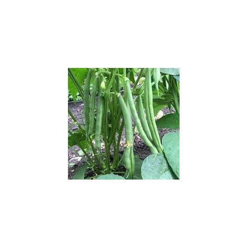 Bean Seeds for Gardening [neera-v5-11cb9fc6185ac55bd2c0]